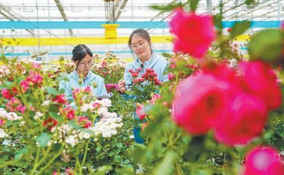 月季花开 千品竞放